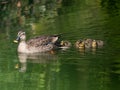 Closeup shot of an Eastern Spot-Billed Duck swimming with its offsprings