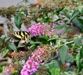 Closeup shot of an Eastern Tiger Swallowtail butterfly on a buddleia plant - Papilio glaucus Royalty Free Stock Photo