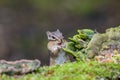 Closeup shot of an eating cliff chipmunk in its natural habitat. Royalty Free Stock Photo