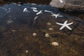 Closeup shot of Echinoderm Starfishes in water