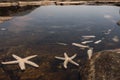 Closeup shot of Echinoderm Starfishes in water