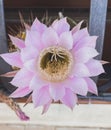 Closeup shot of echinopsis multiplex cactus