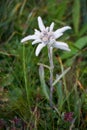 Closeup shot of an Edelweiss flower on a grassy field in a park on a cool day