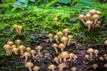 Closeup shot of edible mushrooms commonly known as sheathed wood