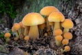 Closeup shot of edible mushrooms known as Enokitake Royalty Free Stock Photo