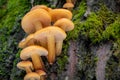 Closeup shot of edible mushrooms known as Enokitake Royalty Free Stock Photo