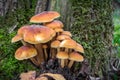 Closeup shot of edible mushrooms known as Enokitake Royalty Free Stock Photo