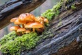 Closeup shot of edible mushrooms known as Enokitake