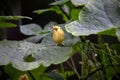 Closeup shot of an edible pumpkin flower