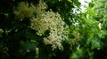 Closeup shot of an elderberry blossom