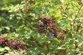 Closeup shot of elderberry in the forest