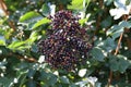Closeup shot of elderberry in the forest