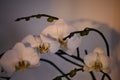 Closeup shot of an elegant moth orchid with white petals in an evening lighting Royalty Free Stock Photo