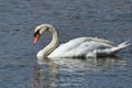 Closeup shot of an elegant white swan swimming in the water Royalty Free Stock Photo