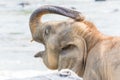 Closeup shot of an elephant cleaning himself Royalty Free Stock Photo