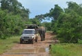 Closeup shot of an elephant with safari vehicle on red dirt road in South Africa game park