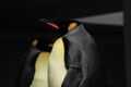 Closeup shot of Emperor penguins (Aptenodytes forsteri Royalty Free Stock Photo