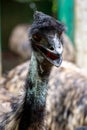 Closeup shot of an Emu bird with open beak and blurred background Royalty Free Stock Photo