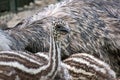 Closeup shot of emu chicks alongside an adult emu in a farm Royalty Free Stock Photo