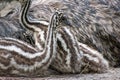 Closeup shot of emu chicks alongside an adult emu in a farm Royalty Free Stock Photo