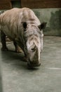 closeup shot of endangered white rhino Royalty Free Stock Photo