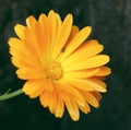 Closeup shot of an English marigold flower isolated on a blurred background Royalty Free Stock Photo
