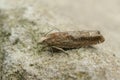 Closeup shot of the Eucosma conterminana on the ground