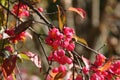 Closeup shot of euonymus