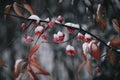 Closeup shot of euonymus bush covered with snow