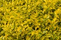 Closeup shot of Euonymus japonicus hedge in a garden