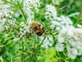 Closeup shot of the Eurasian bee beetle Trichius fasciatus on plant with white flowers in summer. Head and pronotum are black,