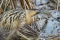 Closeup shot of a Eurasian bittern bird standing in shallow water near a bed of reeds. Royalty Free Stock Photo