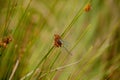 Closeup shot of Eurasian Bluets mating perched on lush grasses in the daylight