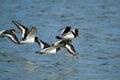 Closeup shot of Eurasian oystercatcher birds flying over the sea in Runde island Royalty Free Stock Photo