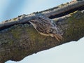 Closeup shot of a Eurasian treecreeper bird perched on a branch Royalty Free Stock Photo