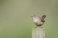 Closeup shot of an Eurasian wren on a log on smooth green background Royalty Free Stock Photo