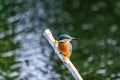 Closeup shot of a European Kingfisher near Lakenheath Fen, Suffolk,UK
