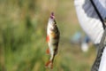 Closeup shot of a European perch fish on a fishing line in a forest Royalty Free Stock Photo