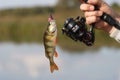 Closeup shot of a European perch fish on a fishing line in a forest Royalty Free Stock Photo