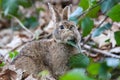 Closeup shot of a European rabbit with a brown fur eating a green leaf in a forest Royalty Free Stock Photo