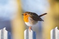 Closeup shot of a European robin bird on a gate Royalty Free Stock Photo