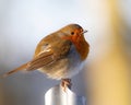 Closeup shot of a European robin bird on a gate Royalty Free Stock Photo