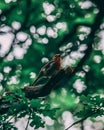 Closeup shot of a European robin bird perched on a branch of a lush green tree Royalty Free Stock Photo