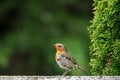 A closeup shot of a European robin bird perched on a wall Royalty Free Stock Photo