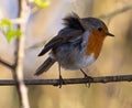 Closeup shot of a European Robin bird perching on a branch Royalty Free Stock Photo