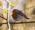 Closeup shot of a European Robin bird perching on a branch Royalty Free Stock Photo