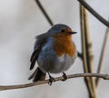 Closeup shot of a European Robin bird perching on a branch Royalty Free Stock Photo