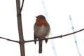 Closeup shot of a European robin bird sitting on a tree branch Royalty Free Stock Photo