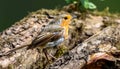 Closeup shot of a European robin bird sitting on a tree branch Royalty Free Stock Photo