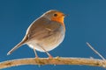 Closeup shot of a  European robin bird standing on a tree branch  on a blue background Royalty Free Stock Photo